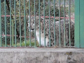 Snow Leopard (HP wildlife)