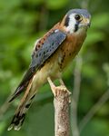 AmericanKestrel02.jpg