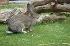 British Giant rabbit - geograph.org.uk - 163223.jpg