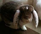 German Big Lop.jpg