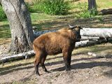A takin in Korkeasaari Zoo, Helsinki, Finland