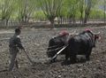 Yaks plowing fields in Tibet.