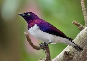 Cinnyricinclus leucogaster - 20080321.jpg