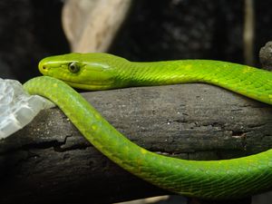 Eastern Green Mamba 02.jpg