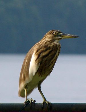 Indian Pond Heron in Sri Lanka.jpg