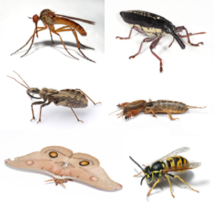 Insect collage.png