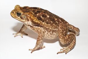 Cane toad