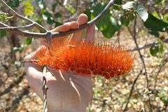 Combretum-sp.jpg
