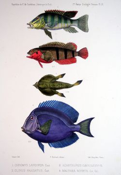F de Castelnau-poissonsPl12.jpg