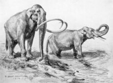 Mammuthus columbi.jpg