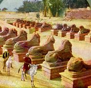 طريق الكباش بين معبد الكرنك ومعبد الاقصر.