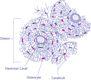 Transverse Section Of Bone.png
