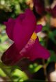 Antirrhinum majus Flower