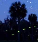 Each firefly species attracts mates with its own flash pattern.