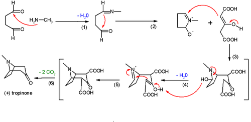 Tropinone synthesis
