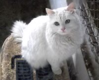 Turkish Angora in Ankara Zoo (AOÇ).JPG