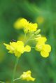Close-up of canola blooms