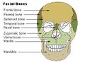 Facial bones.
