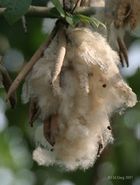 Kapok seeds I IMG 8004.jpg