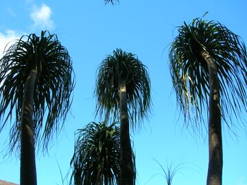 Beaucarnea recurvata