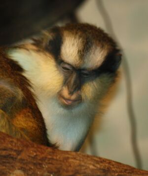 Grey's Crowned Guenon 065.jpg
