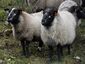 Grey troender sheep.jpg