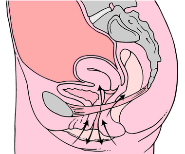 Kegel exercises diagram.png