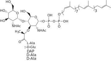 Lipid II structure.svg