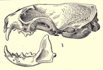 Mustelalongicaudaskull.png
