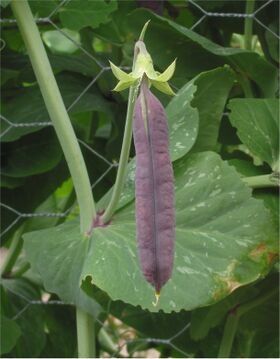 صورة معبرة عن الموضوع بقولية