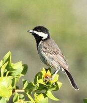 Parus afer -Namaqua National Park, Northern Cape, South Africa -adult-6.jpg
