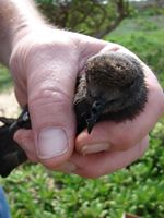 Starr 080102-1125 Casuarina equisetifolia.jpg