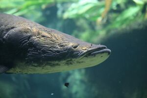 Arapaima (Arapaima gigas).jpg
