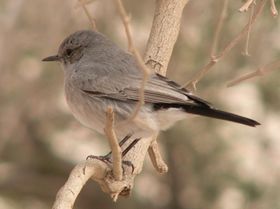 صورة معبرة عن الموضوع قليعي أسود الذيل