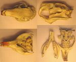 A coypu skull, a typical rodent