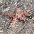 Ochre sea star, Pisaster ochraceus on beach at Olympic National Park, USA.