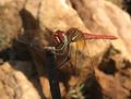 Sympetrum fonscolombii the red-veined darter, Algendar gorge.
