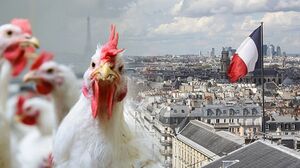 دواجن-علم فرنسا.jpeg