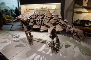 Gastonia mount BYU 4.jpg