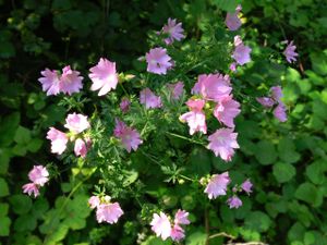 Hollyhock Mallow ALB.jpg