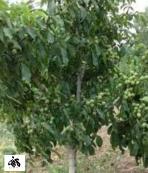 اللوز القزمي.jpg