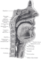 مقطع سهمي Sagittal للأنف والفم والبلعوم والحنجرة.