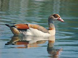 الأوز المصري.jpg