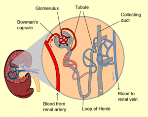 تكوين البول.gif
