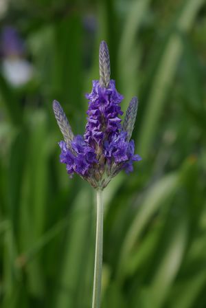 Lavandula multifida.jpg