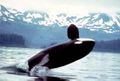 Orca 2.jpg