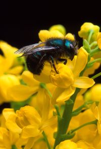 Osmia ribifloris bee.jpg