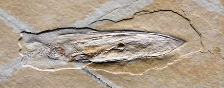 Fossil Plesioteuthis from the Tithonian (150 Myaح. 150 Mya, upper Jurassic), Solnhofen, Germany