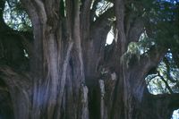 الباحث والقاص والمترجم المغربي محمد سعيد الريحاني،سنة 2000