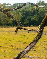 A savanna with animals